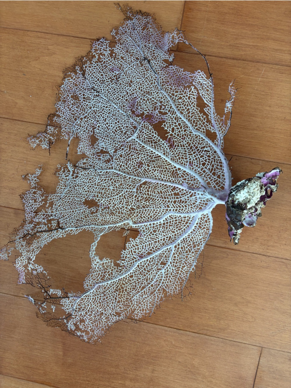 Sea fan coral, L size - Picture 2 of 7